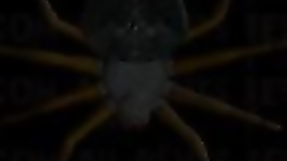 INSEX - Lorelei (Lorelei)